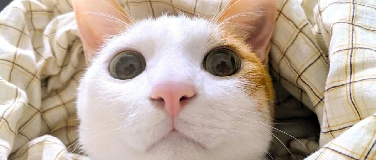 妈常喂流浪猫，结果意外中头奖！一月后门外传来喵叫声：礼物到啦，请签收~