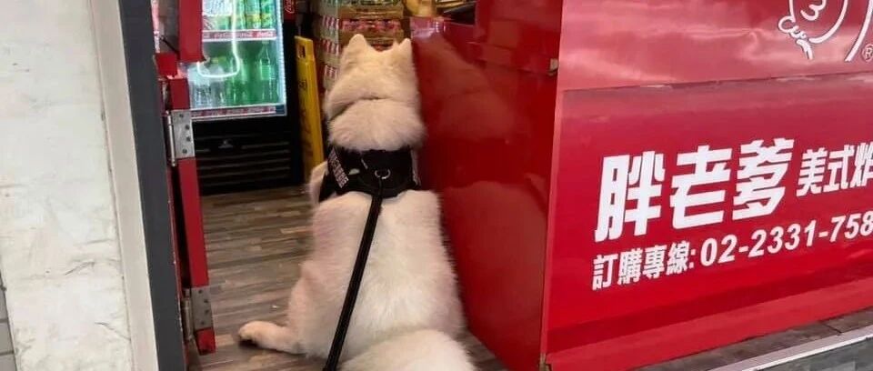 炸鸡店的香味太馋萨摩，主人却累成狗：“我快拉不动了....”