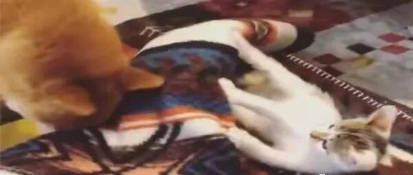 柴犬被小奶猫频频打脸，它霸气反击：把你卷成猫寿司！