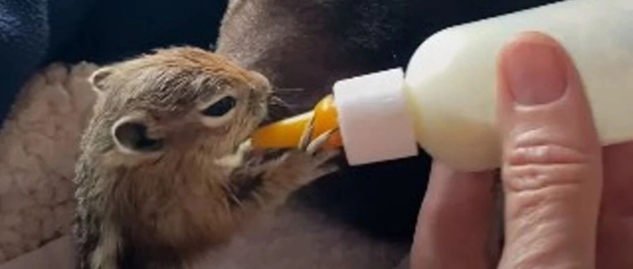 纽芬兰犬意外收养孤儿花栗鼠，每天抱着睡觉超温馨，可最后结局竟让所有人泪奔…