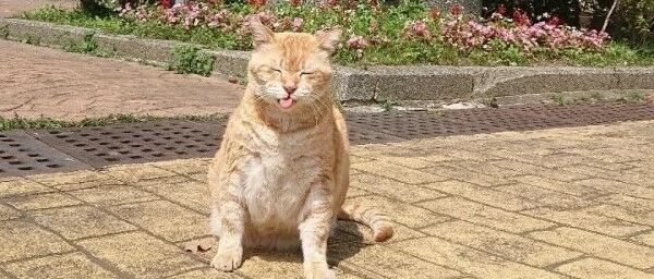 新任副校长竟是只橘猫！让众人震惊，校长立马替它说话：它负责卖萌！不行吗？