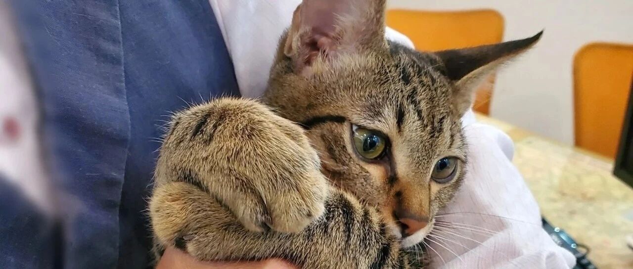 一起来举报猫同事！它在骚扰员工上班，员工还一脸幸福的样子！