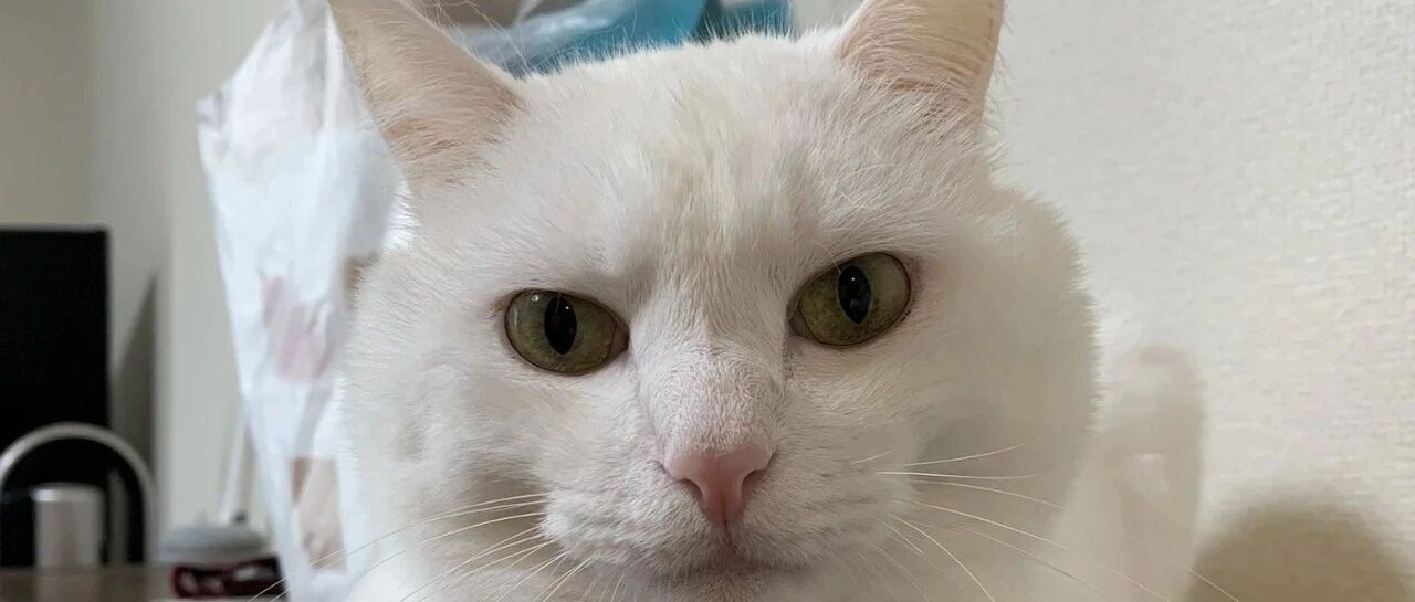 猫咪熟睡中被主人吵醒，隔着玻璃怒吼：“干嘛呢！没看见我在睡觉吗！”