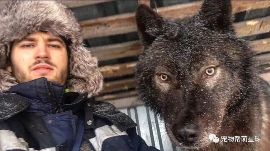 雪橇犬散步叼回流浪小黑狗，爸收养四个月好它惊变战斗民族巨兽！