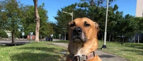 铲屎官心酸：我捡回来的狗，被我爸养了一个月后不认识我了...