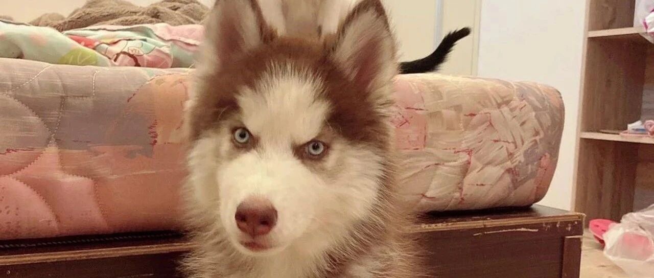 雪橇犬偷溜上街玩，吓得全家出动寻狗，但找到爱犬的那一刻，主人竟气到晕厥…