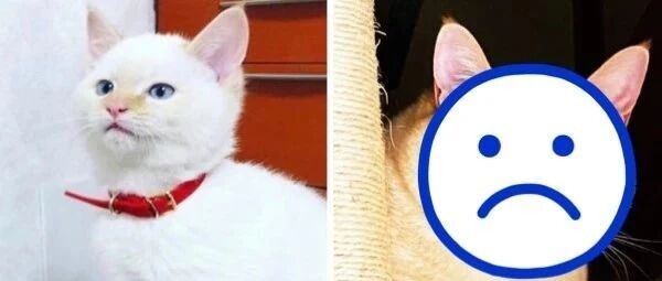 女生遭遇诈骗！明明养了一只仙气小白喵可最后却变成了这样…让人顿时傻眼！