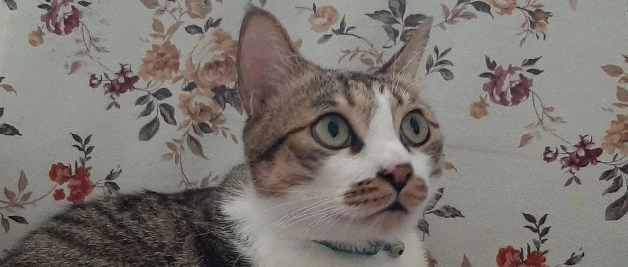 萌猫为报答收养之恩，竟帮忙置办年货，妈意外发现箱中海鲜超震惊：哪来的？