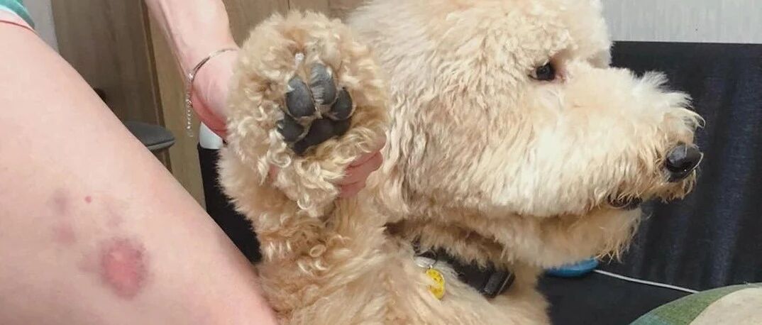 妈露大腿惊现“掌状黑青”！对比嫌疑汪后瞬间真相大白，贵宾犬心虚扭头：才不是偶！