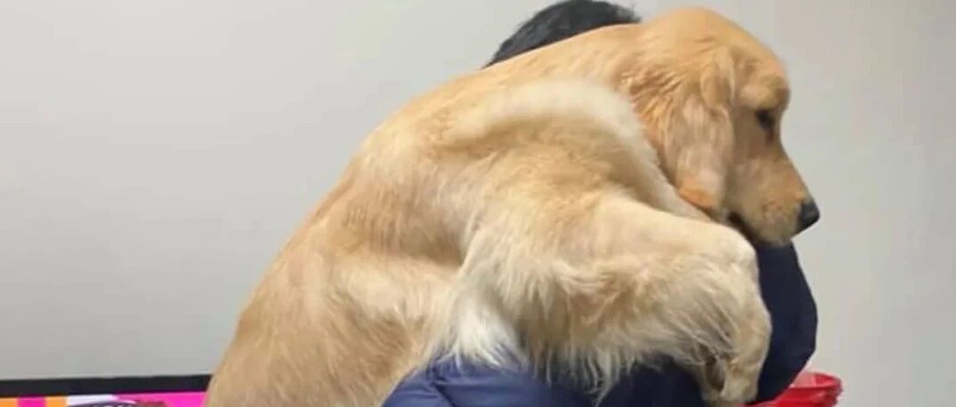 爸加班令金毛苦等两小时，见到爸之后立马飞扑上前：臭男人，跑哪里去啦！呜呜…