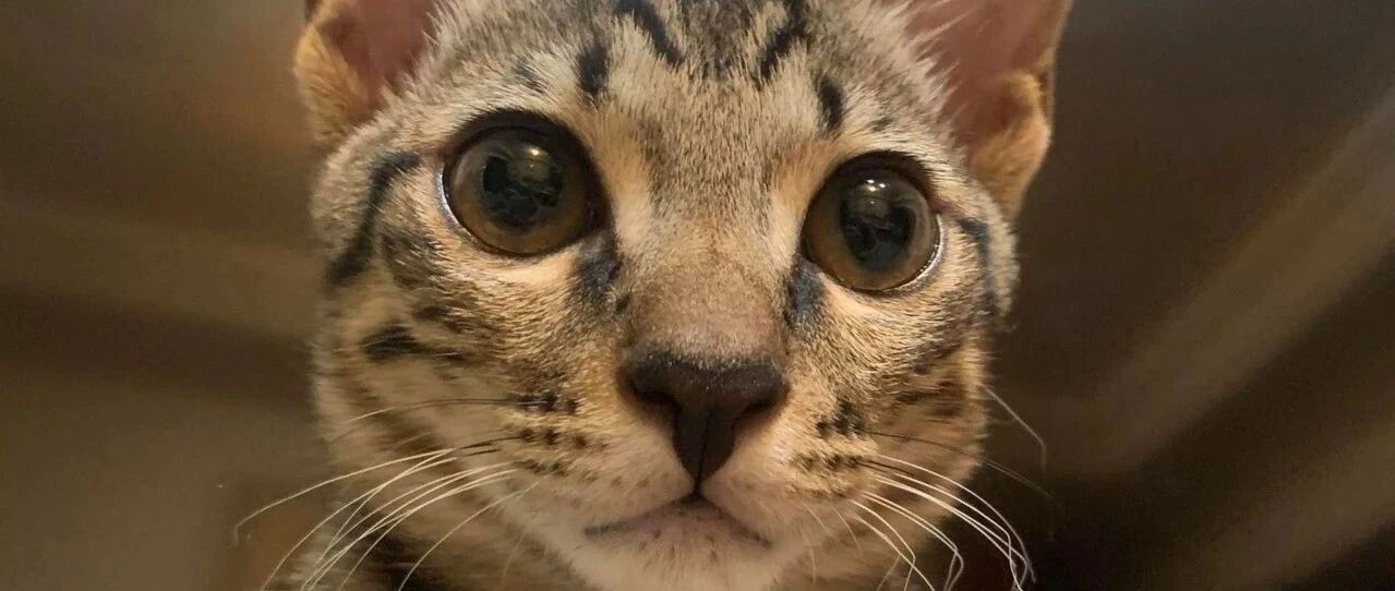 弟弟女友因为害怕所以整天躲猫、凶猫，本以为猫咪会重拳还击，结局让妈直接吓傻