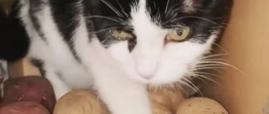 猫咪怪癖之喜欢躺在泥土柜子，可是猫咪不都是爱干净的吗！