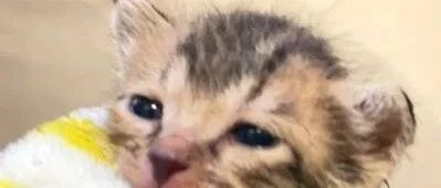 暴雨中的求救声引起网友注意，走进一看惊呆了：“好小！”