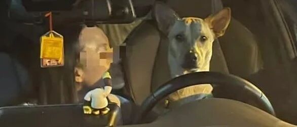 狗狗勾引女主人“犯罪”，被铲屎官发现了还一副无辜样：是她先...