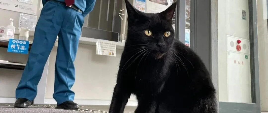 黑貓连续5年硬闯美术馆，今年有同伙了！