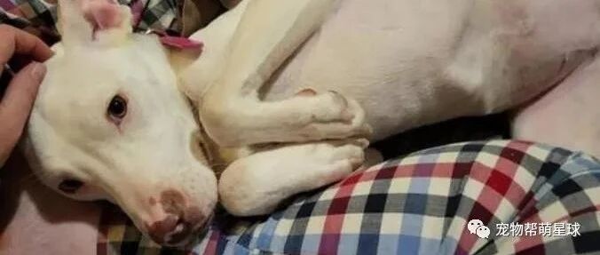 零下15度，狗狗被关笼子遗弃，雪地里蜷缩的样子让人心疼！