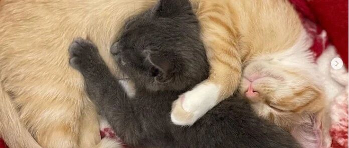 寒冷冬天，一箱小猫中只有一只存活下来，​它既坚强又励志！