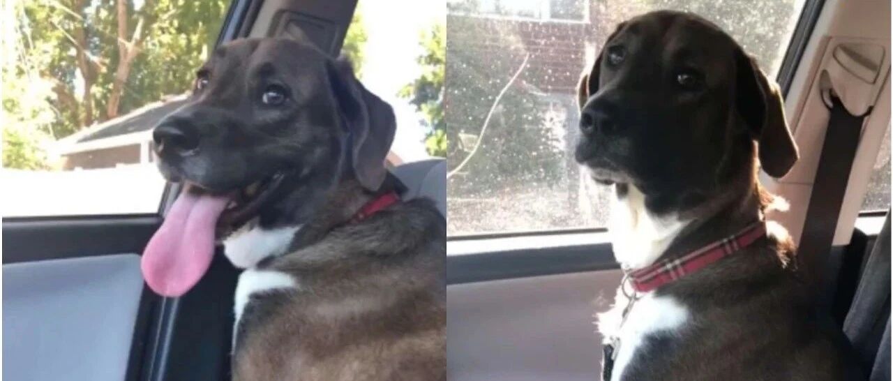 帅气汪以为出街超开心，到达终点才知被骗，回程路上超哀怨表情吓坏妈！