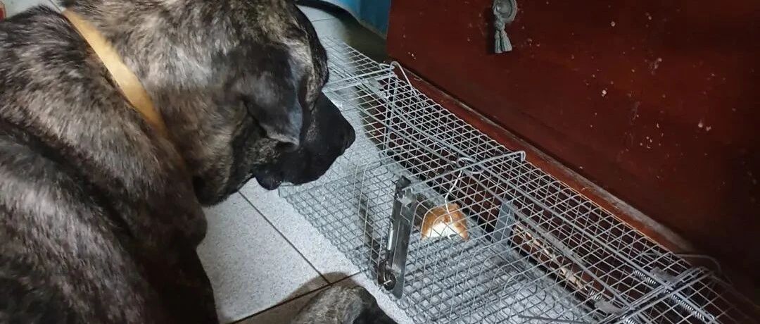 铲屎官的捕鼠器竟把大狗抓进去了！真相令人捧腹大笑，原来它...