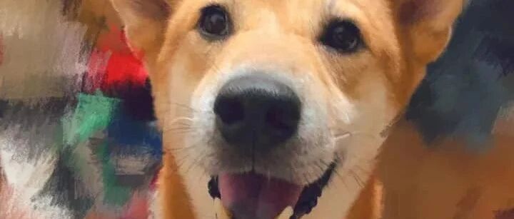 柴犬为主人着想拆电视，主人看见眼前一幕，直接当场去世...