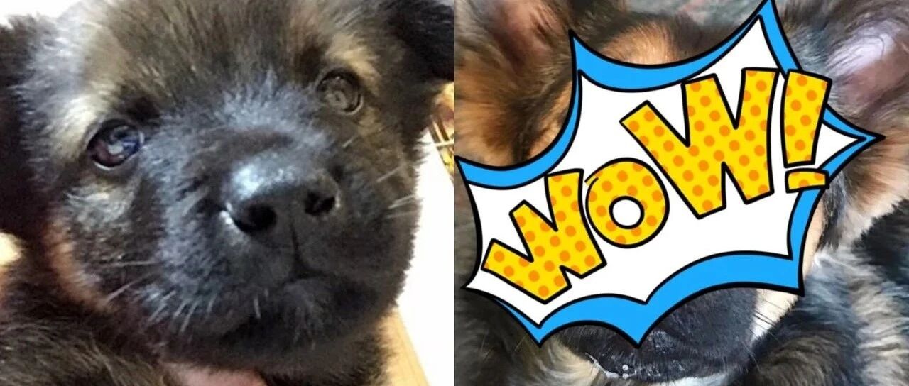 从垃圾堆里捡的小狗，先别嫌弃，没准儿养养就成为了“狗界古天乐”！