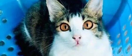 当时在垃圾桶里的猫咪，现在变这样了！网友：我也要去捡一只！