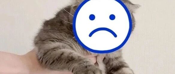 “宇宙第一凶的臭脸猫”重出江湖！喵届老大名不虚传，赶紧准备好罐罐保命要紧！