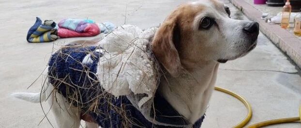 狗子喜得新衣跑田野打滚，铲屎官“冷静”处理：水已经烧开了...