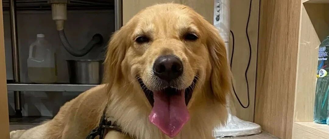 肥胖金毛被主人勒令减肥，一个月后它体重不减反增，主人直接当场发飙...