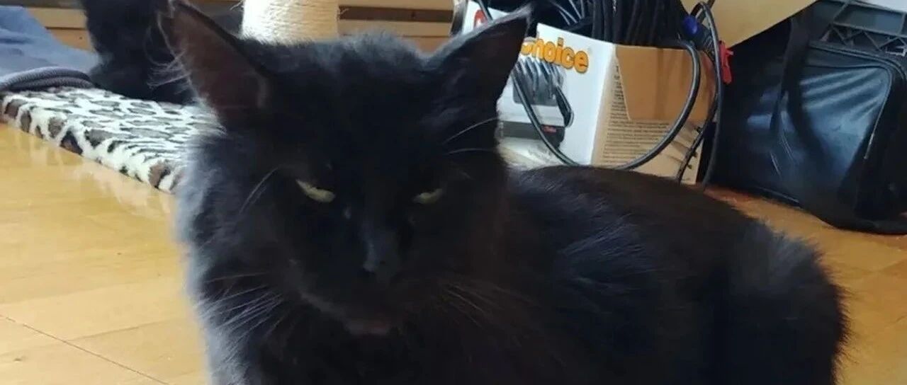 黑猫太饿上门讨吃的，吃饱后就立马消失，数天后竟带着惊喜上门报恩！