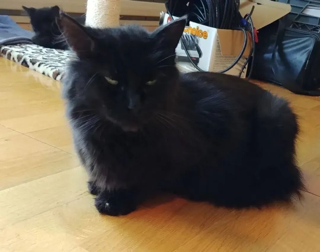 黑猫太饿上门讨吃的 吃饱后就立马消失 数天后竟带着惊喜上门报恩 宠物帮萌星球 微信公众号文章阅读 Wemp