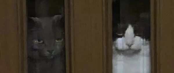 猫主子迎接自家回家的场面，竟像恐怖电影拍摄现场...