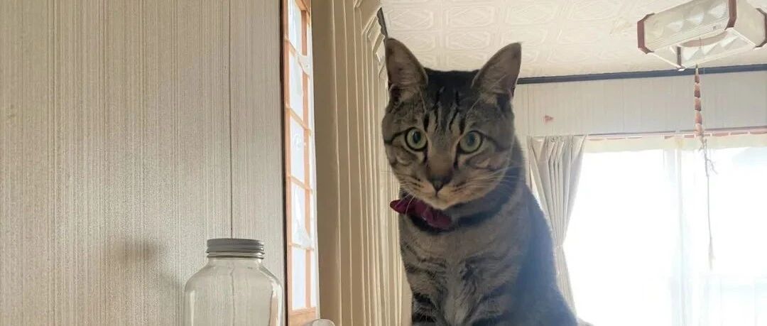 猜不出猫咪来回走的行为，但睡醒后的景象竟让众人都羡慕...