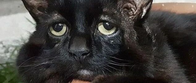 它是世界最悲伤的流浪猫，主人收养5年后才发现“丧丧”表情的真相...