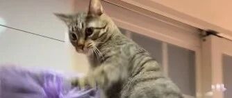猫咪爬柜顶脚滑摔下来，把网友们震惊了：这猫真丢猫脸...