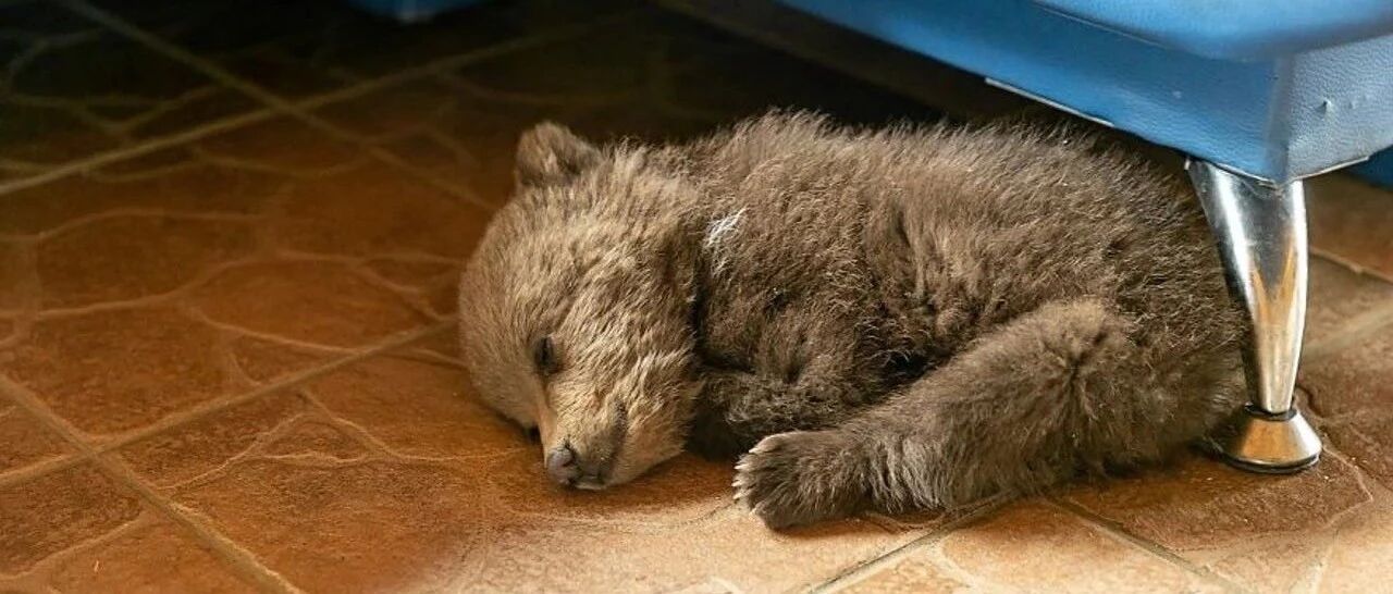 流浪狗到农场求包养，暗藏野兽血统险被安乐死，最后农夫出手相救，才逃离厄运！