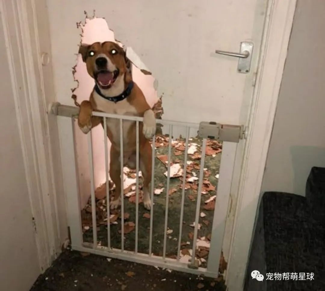 鬥牛犬榮獲最強破壞王稱號，短短三小時把家全部拆完，讓媽原地崩潰！ 寵物 第10張