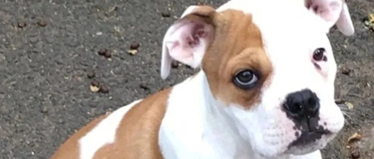 斗牛犬荣获最强破坏王称号，短短三小时把家全部拆完，让妈原地崩溃！