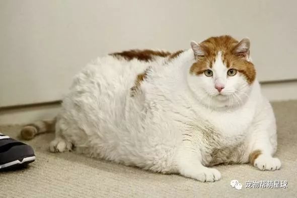 這隻無毛貓居然12kg，是它正常品種的三倍，原因是…… 寵物 第9張