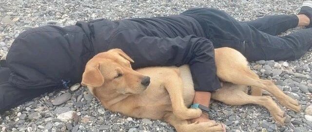 海浪中甜睡，小黄狗醒来竟被陌生男子“捡尸”，网友大呼：我也睡过它！