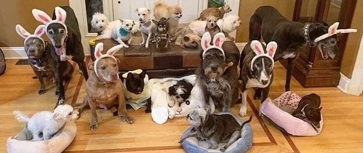 直言“20只残疾狗狗都是我小孩”，夫妇二人花38万打造狗狗天堂！