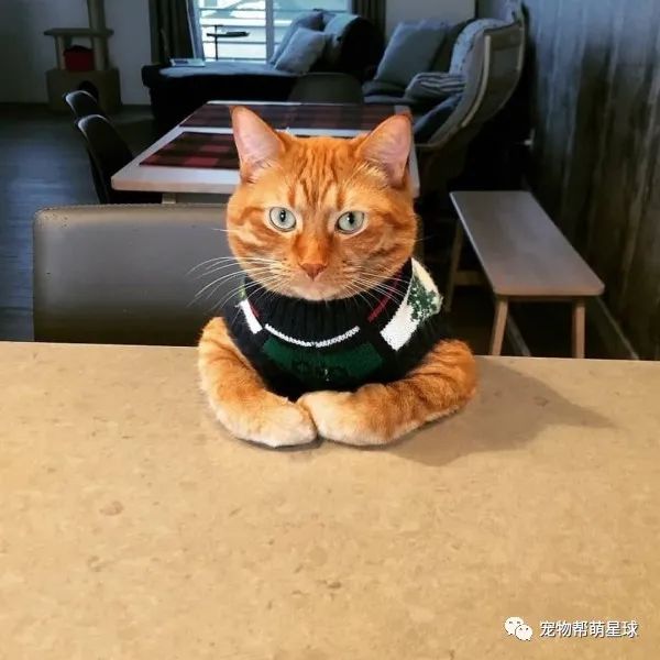 大橘桌边揣手手,超认真看奴才揉面团,网友笑喷:为以后当喵大厨做准备?-微信头条网 大橘桌边揣手手,超认真看奴才揉面团,网友笑喷:为以后当喵大厨做准备?