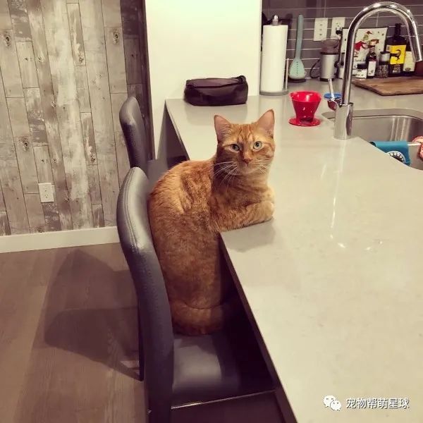 大橘桌边揣手手,超认真看奴才揉面团,网友笑喷:为以后当喵大厨做准备?-微信头条网 大橘桌边揣手手,超认真看奴才揉面团,网友笑喷:为以后当喵大厨做准备?
