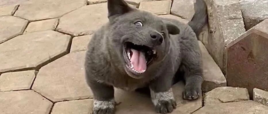 那只天生自带“牵揍表情包”的蓝狗长大了，看到它依然想打它，哈哈哈！