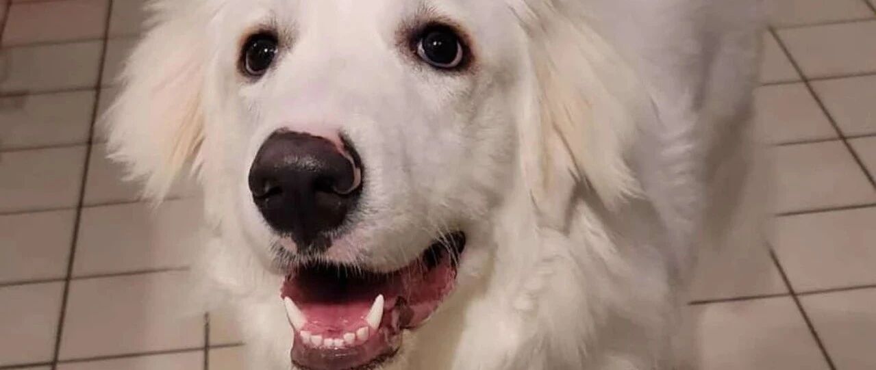 大白熊平日被取笑是胆小鬼，可这次却嗅出异样，直接拯救了全家人的性命！