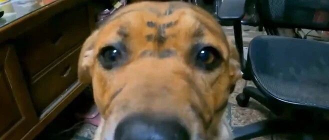 网友家里惊现大老虎！什么，这是狗？竟还是她自己画上去的？！