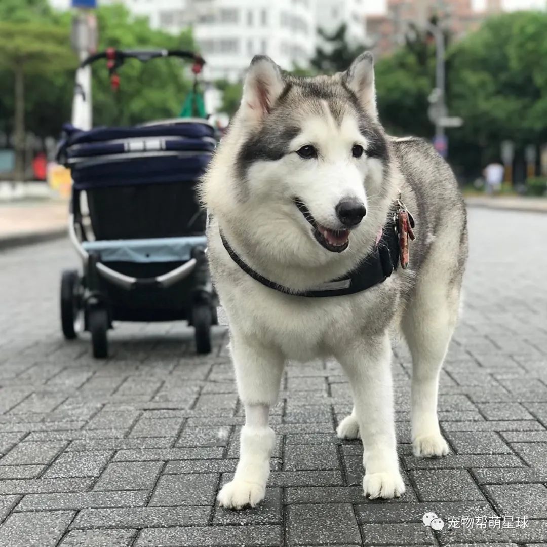 哈士奇心虛死活不肯起床！媽一秒看破愛犬「陰謀」大喊：趕緊給我起開！ 寵物 第10張