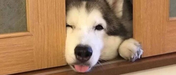 哈士奇心虚死活不肯起床！妈一秒看破爱犬“阴谋”大喊：赶紧给我起开！