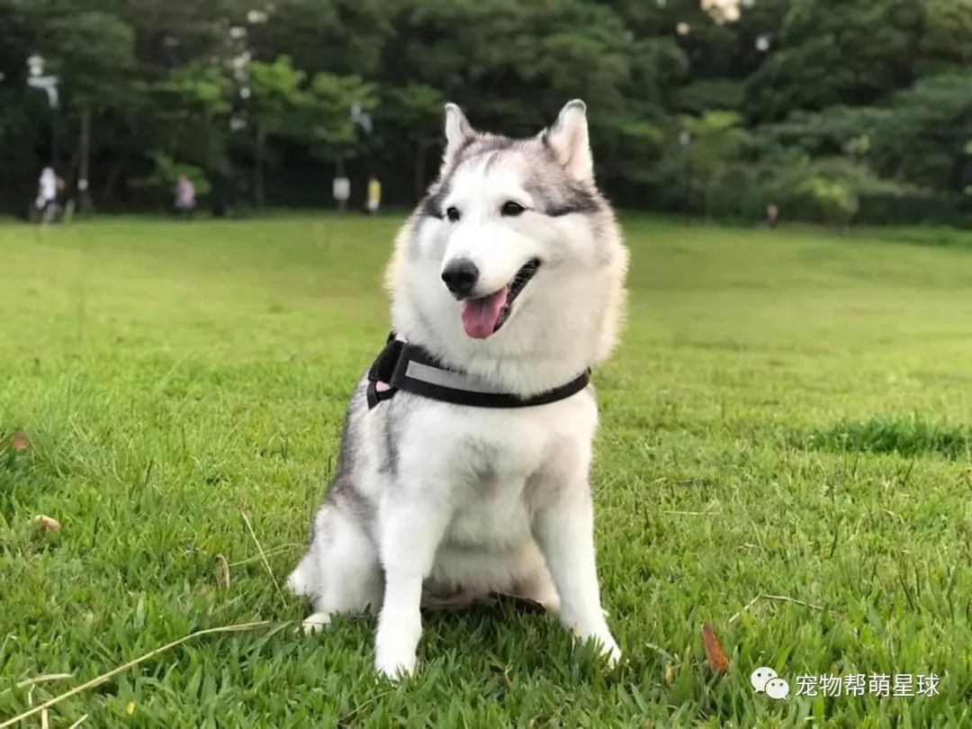 哈士奇心虛死活不肯起床！媽一秒看破愛犬「陰謀」大喊：趕緊給我起開！ 寵物 第13張