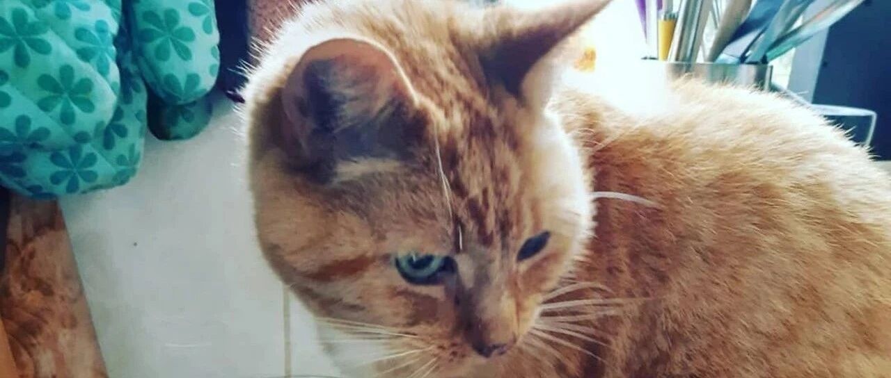 家中猫粮突然消耗太快！妈起疑心展开调查却意外揭开最感动结局…